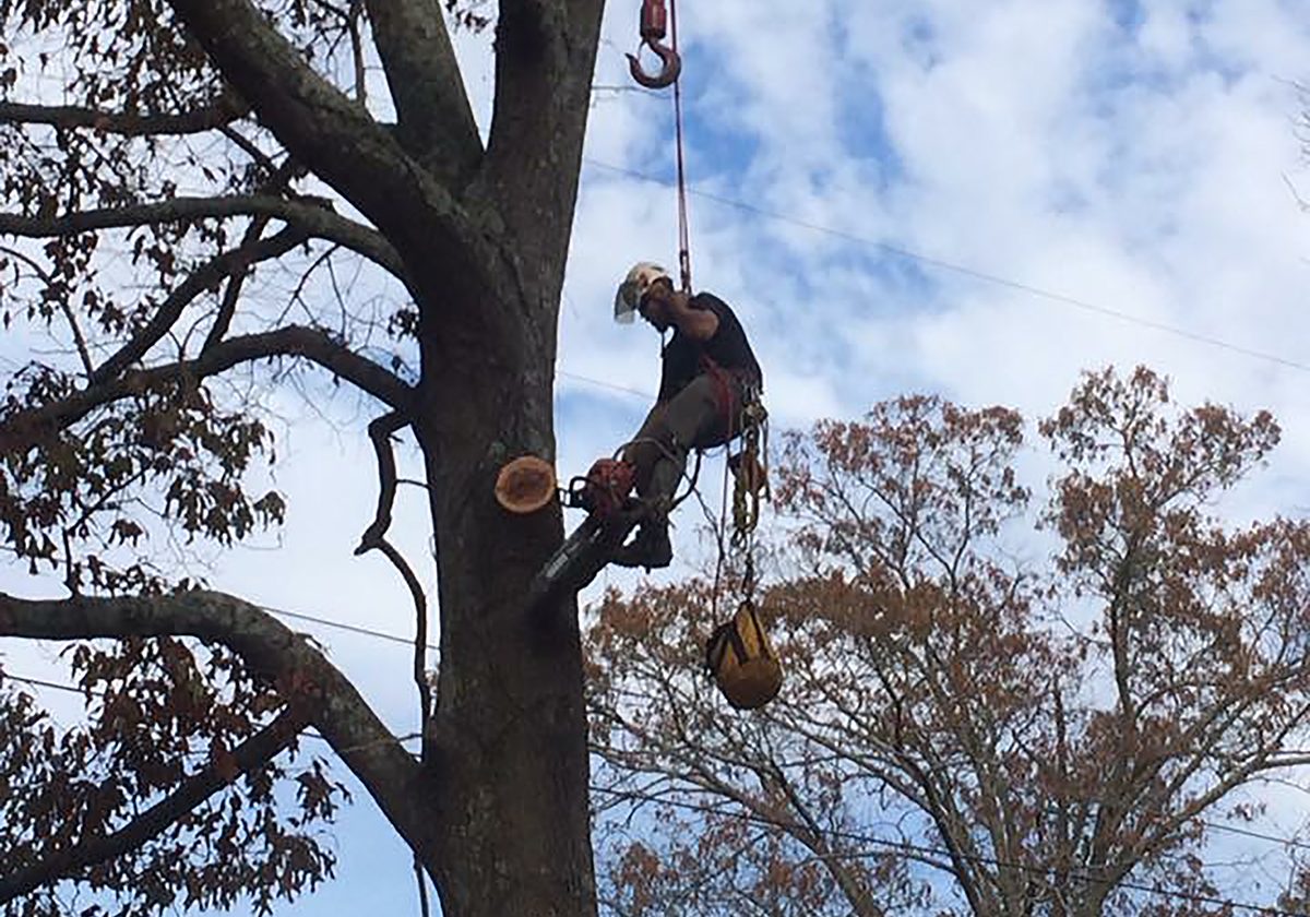 tree-removal