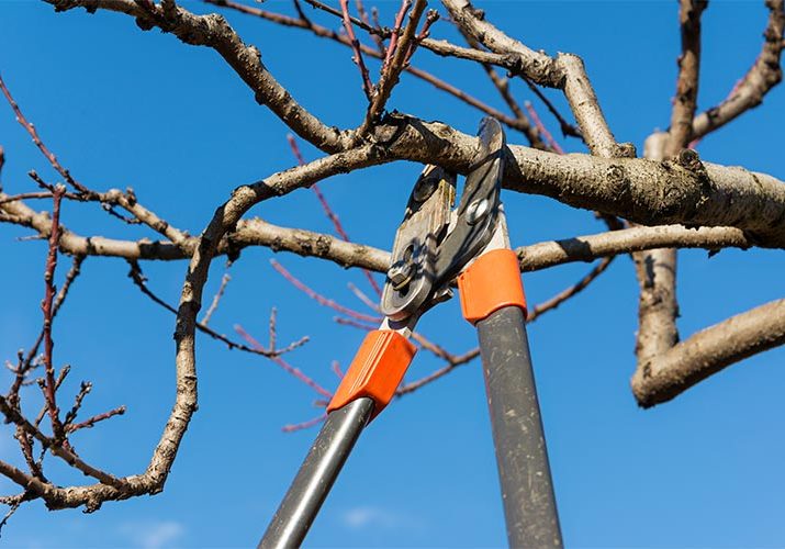 treePruning